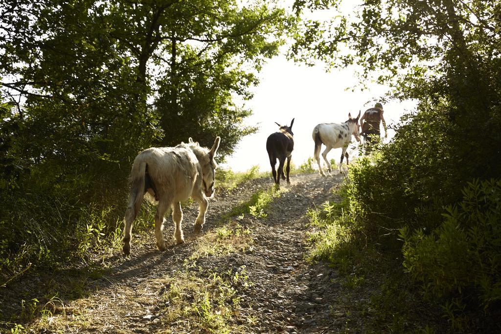 Agriturismo Ca' Del Ciuco Vezzano sul Crostolo Zewnętrze zdjęcie